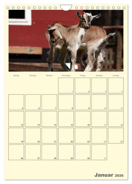 Produktbild: Zwergziegen (Wandkalender 2026 DIN A4 hoch), CALVENDO Monatskalender