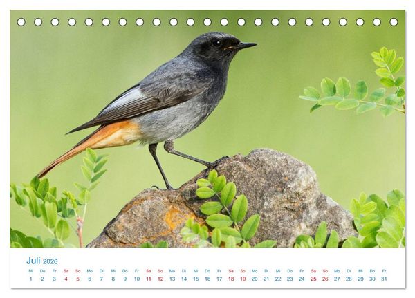 Produktbild: Singv&ouml;gel - 12 Arten im Garten (Tischkalender 2026 DIN A5 quer), CALVENDO Monatskalender