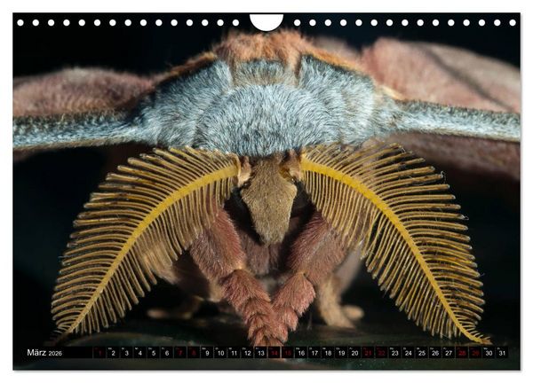Produktbild: Kleinode der L&uuml;fte - Faszinierende tropische Schmetterlinge (Wandkalender 2026 DIN A4 quer), CALVENDO Monatskalender