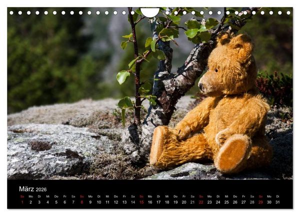 Produktbild: Teddy Basse, Fortsetzung... (Wandkalender 2026 DIN A4 quer), CALVENDO Monatskalender