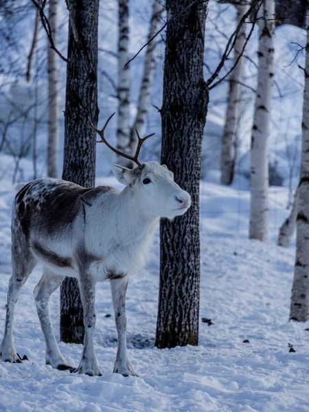 Produktbild: Weihnachtszeit in Lappland