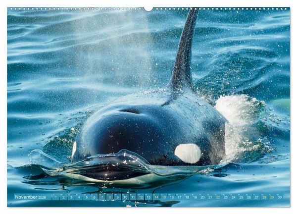 Produktbild: Orcas: Schwarz-wei&szlig;e Giganten (Wandkalender 2026 DIN A2 quer), CALVENDO Monatskalender