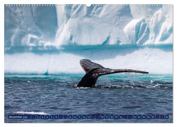 Produktbild: Antarktis Gletscher, Robben, Pinguine (hochwertiger Premium Wandkalender 2026 DIN A2 quer), Kunstdruck in Hochglanz