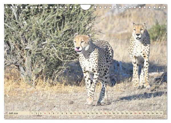 Produktbild: Geparden - schnelle J&auml;ger (Wandkalender 2026 DIN A4 quer), CALVENDO Monatskalender