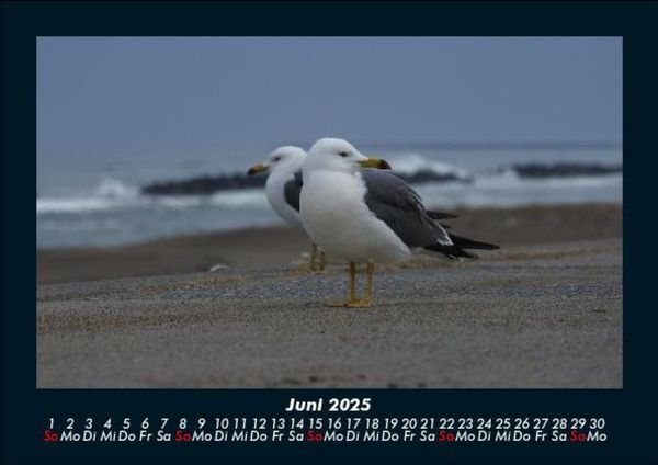 Produktbild: M&ouml;wen 2025 Fotokalender DIN A5