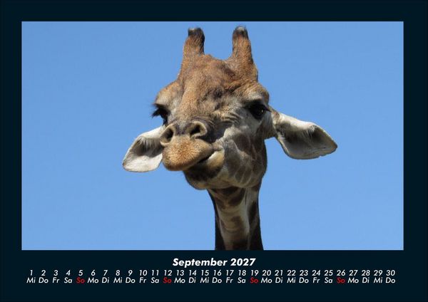 Produktbild: Giraffen 2027 Fotokalender DIN A4