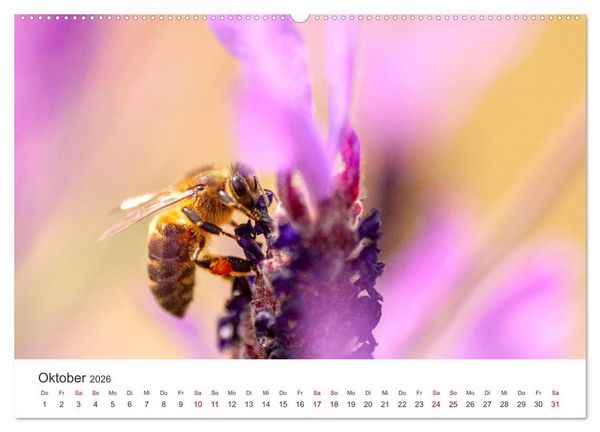 Produktbild: Lavendel - Die violette Wunderblume (hochwertiger Premium Wandkalender 2026 DIN A2 quer), Kunstdruck in Hochglanz