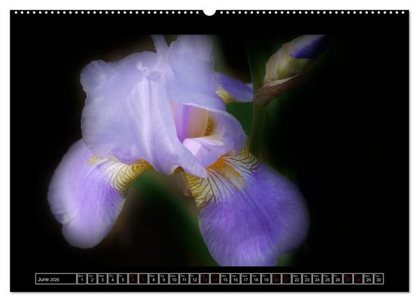 Produktbild: Mysterious plant portraits (High Quality Premium Wall Calendar 2026 DIN A2 landscape),CALVENDO 12 Month Wall Calendar