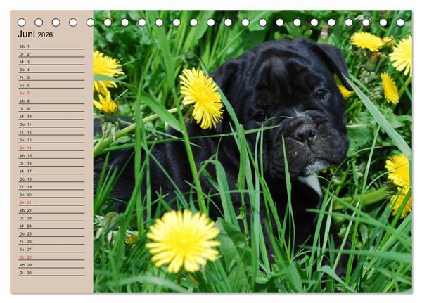Produktbild: Bulldoggen-Kinder (Tischkalender 2026 DIN A5 quer), CALVENDO Monatskalender