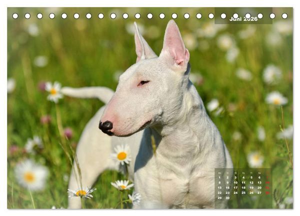 Produktbild: Typisch Bullterrier (Tischkalender 2026 DIN A5 quer), CALVENDO Monatskalender