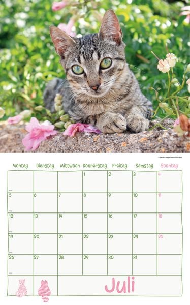 Produktbild: Katzen Kalenderpaket 2027
