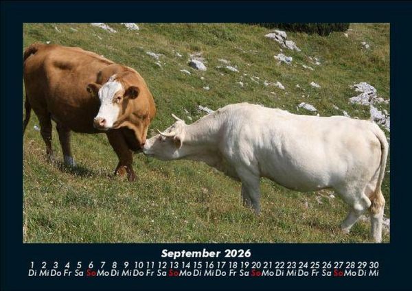 Produktbild: Kuhkalender 2026 Fotokalender DIN A5