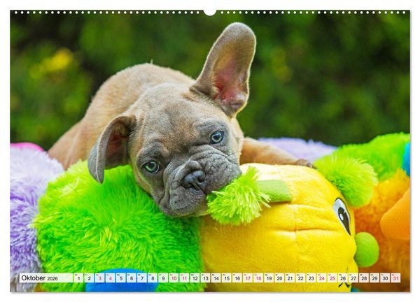 Produktbild: Kleine Helden - Franz&ouml;sische Bulldoggen (hochwertiger Premium Wandkalender 2026 DIN A2 quer), Kunstdruck in Hochglanz