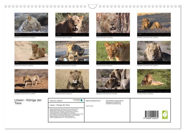 Produktbild: L&ouml;wen - K&ouml;nige der Tiere (Wandkalender 2027 DIN A3 quer), CALVENDO Monatskalender