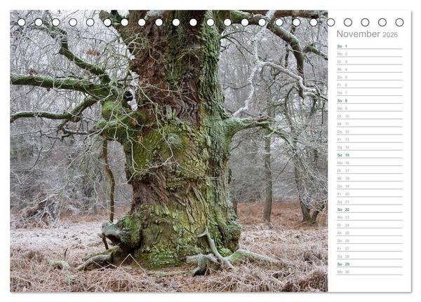Produktbild: Im Deutschen Wald 2026 - ein Notizkalender (Tischkalender 2026 DIN A5 quer), CALVENDO Monatskalender
