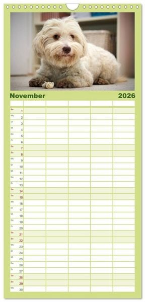 Produktbild: Familienplaner 2026 - Havaneser - Herz aus Gold mit 5 Spalten (Wandkalender, 21 x 45 cm) CALVENDO