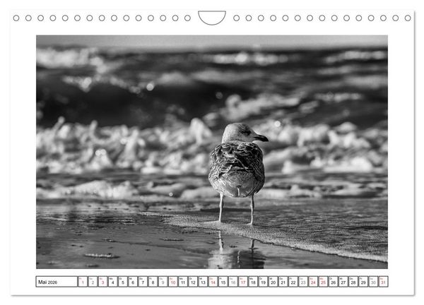Produktbild: Am Strand von St. Peter-Ording SCHWARZ-WEISS (Wandkalender 2026 DIN A4 quer), CALVENDO Monatskalender