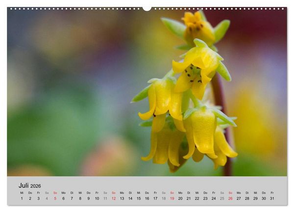 Produktbild: Bl&uuml;tensymphonie - Kakteen und Sukkulenten (hochwertiger Premium Wandkalender 2026 DIN A2 quer), Kunstdruck in Hochglanz