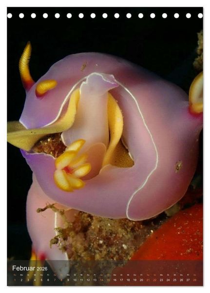 Produktbild: Nudibranches Meeresnacktschnecken aus Nord-Sulawesi (Tischkalender 2026 DIN A5 hoch), CALVENDO Monatskalender