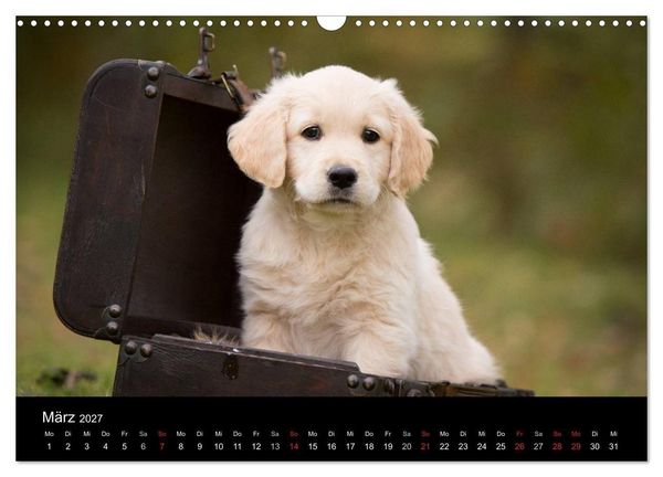 Produktbild: Hundewelpen (Wandkalender 2027 DIN A3 quer), CALVENDO Monatskalender