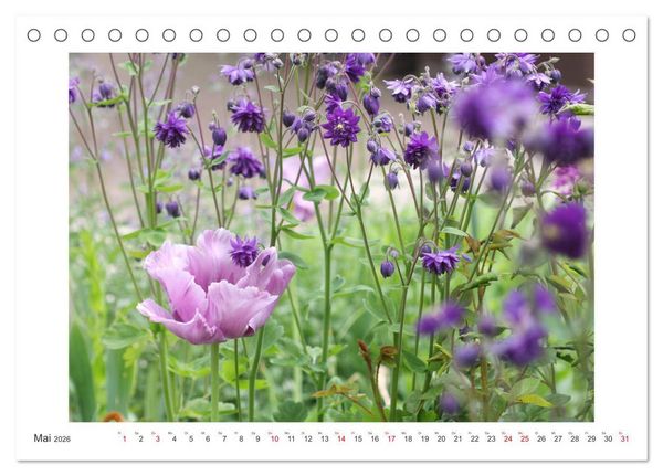 Produktbild: Akeleien im Garten (Tischkalender 2026 DIN A5 quer), CALVENDO Monatskalender