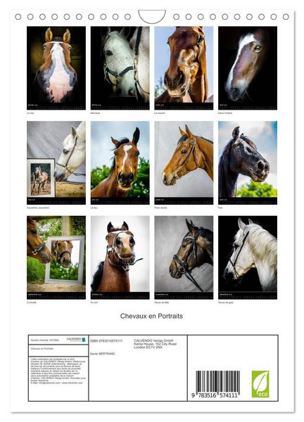 Produktbild: Chevaux en Portraits (Calendrier mural 2026 DIN A4 horizontal), CALVENDO calendrier mensuel