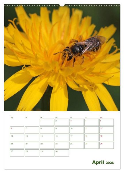 Produktbild: Bienen-Terminplaner 2026 (Wandkalender 2026 DIN A2 hoch), CALVENDO Monatskalender