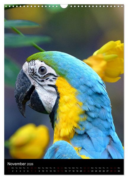 Produktbild: Fascinating parrots from all over the world (Wall Calendar 2026 DIN A3 portrait), CALVENDO 12 Month Wall Calendar