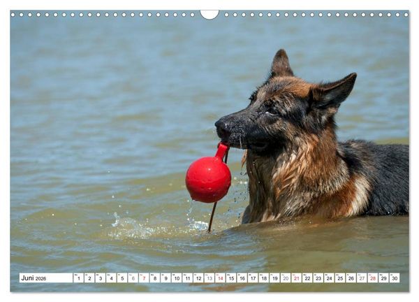 Produktbild: Deutscher Sch&auml;ferhund - Der beste Freund des Menschen (Wandkalender 2026 DIN A3 quer), CALVENDO Monatskalender