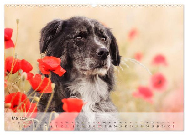 Produktbild: Hunde 2026 - Treue Begleiter (Wandkalender 2026 DIN A2 quer), CALVENDO Monatskalender