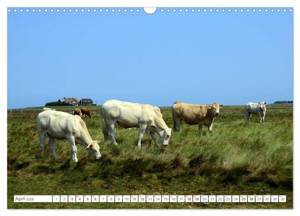 Produktbild: Sommertage auf Langeness (Wandkalender 2026 DIN A3 quer), CALVENDO Monatskalender