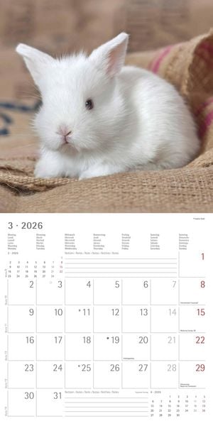 Produktbild: Kaninchen 2026 - Broschürenkalender 30x30 cm (30x60 geöffnet) - Kalender mit Platz für Notizen - Rabbits - Bildkalender - Wandplaner - Wandkalender