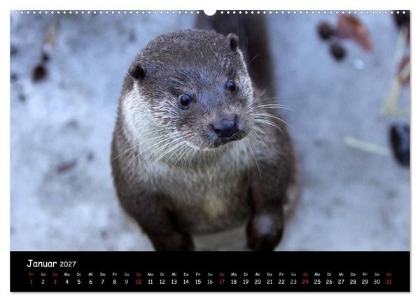 Produktbild: Putzige Fischj&auml;ger (hochwertiger Premium Wandkalender 2027 DIN A2 quer), Kunstdruck in Hochglanz