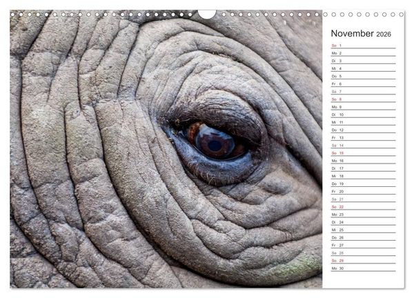 Produktbild: Emotionale Momente: Nash&ouml;rner (Wandkalender 2026 DIN A3 quer), CALVENDO Monatskalender