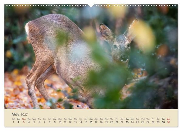 Produktbild: Wild encounters &ndash; Moments in the heart of nature (High Quality Premium Wall Calendar 2027 DIN A2 landscape),CALVENDO 12 Month Wall Calendar