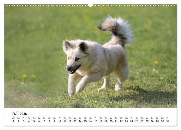 Produktbild: Islandhunde (Wandkalender 2026 DIN A2 quer), CALVENDO Monatskalender