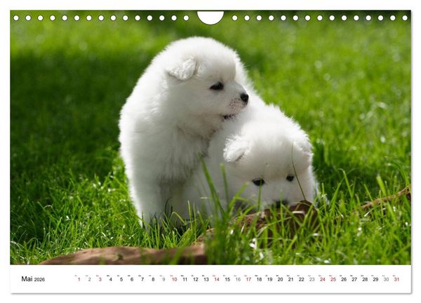 Produktbild: Samojeden Welpen (Wandkalender 2026 DIN A4 quer), CALVENDO Monatskalender