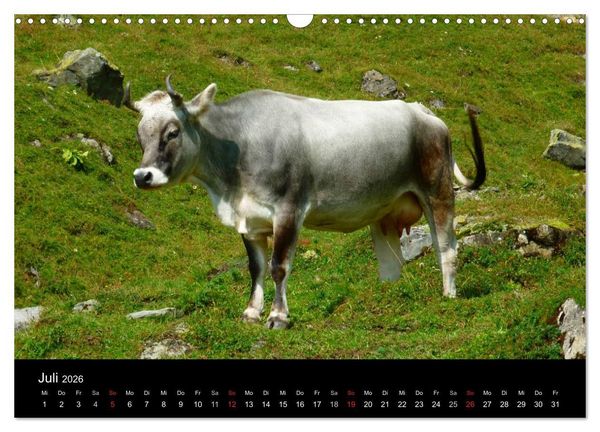 Produktbild: Die Welt der K&uuml;he (Wandkalender 2026 DIN A3 quer), CALVENDO Monatskalender