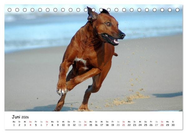 Produktbild: Rhodesian Ridgebacks in Aktion (Tischkalender 2026 DIN A5 quer), CALVENDO Monatskalender