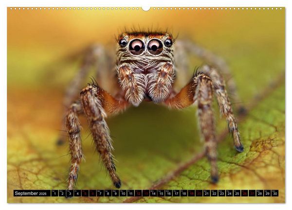 Produktbild: Jumping Spiders (High Quality Premium Wall Calendar 2026 DIN A2 landscape),CALVENDO 12 Month Wall Calendar