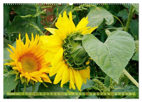 Produktbild: Sonnenblumenwelt (Wandkalender 2026 DIN A2 quer), CALVENDO Monatskalender