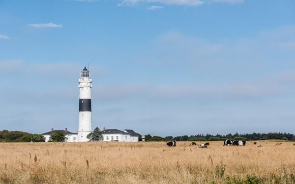 Produktbild: G&auml;rten auf Sylt