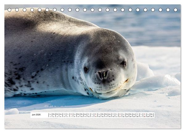 Produktbild: L'Antarctique magique (Calendrier de bureau 2026 DIN A5 vertical), CALVENDO calendrier mensuel