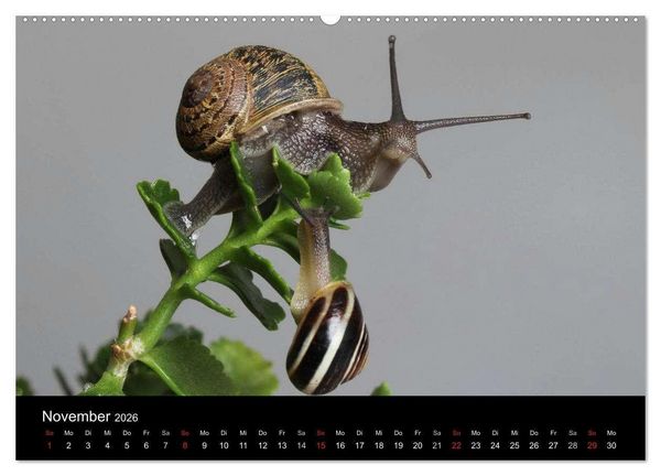 Produktbild: Lautlose Begleiter - Schnecken (hochwertiger Premium Wandkalender 2026 DIN A2 quer), Kunstdruck in Hochglanz