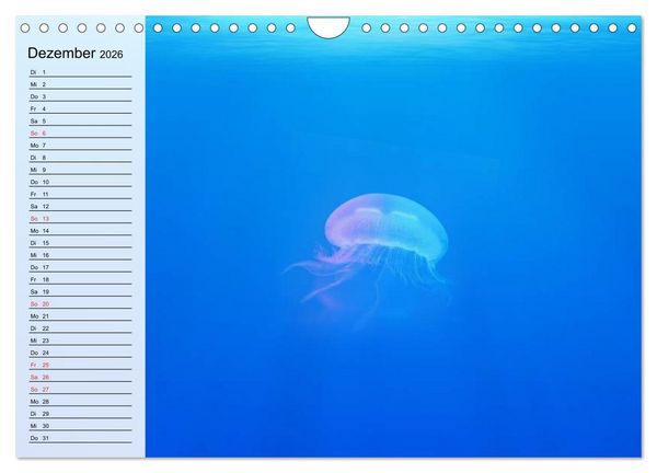 Produktbild: Quallen. Die Welt der Medusen (Wandkalender 2026 DIN A4 quer), CALVENDO Monatskalender