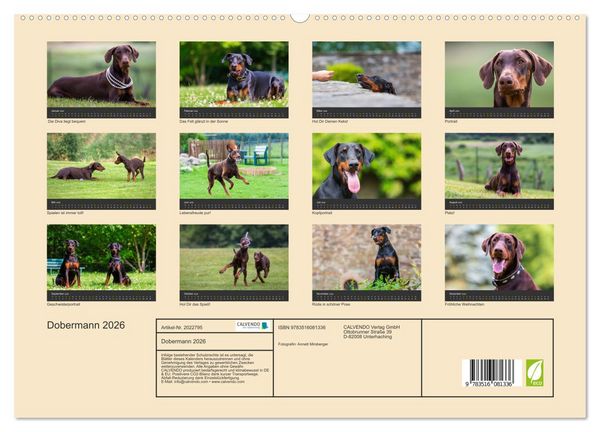 Produktbild: Dobermann 2026 (hochwertiger Premium Wandkalender 2026 DIN A2 quer), Kunstdruck in Hochglanz