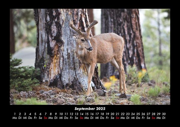 Produktbild: Waldbewohner 2025 Fotokalender DIN A3