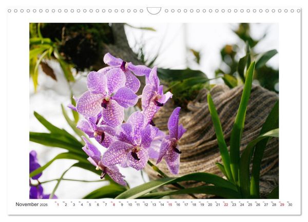 Produktbild: Orchideen Feuerwerk der Farben (Wandkalender 2026 DIN A3 quer), CALVENDO Monatskalender