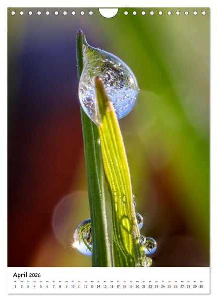 Produktbild: Wasser - Wunderwelt der Tautropfen (Wandkalender 2026 DIN A4 hoch), CALVENDO Monatskalender