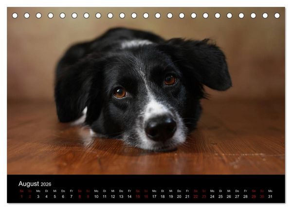 Produktbild: Charmante Australian Shepherds (Tischkalender 2026 DIN A5 quer), CALVENDO Monatskalender